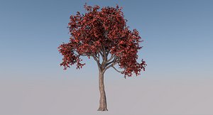 3D acer tree