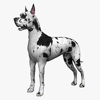 German Mastiff