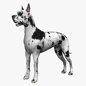 German Mastiff