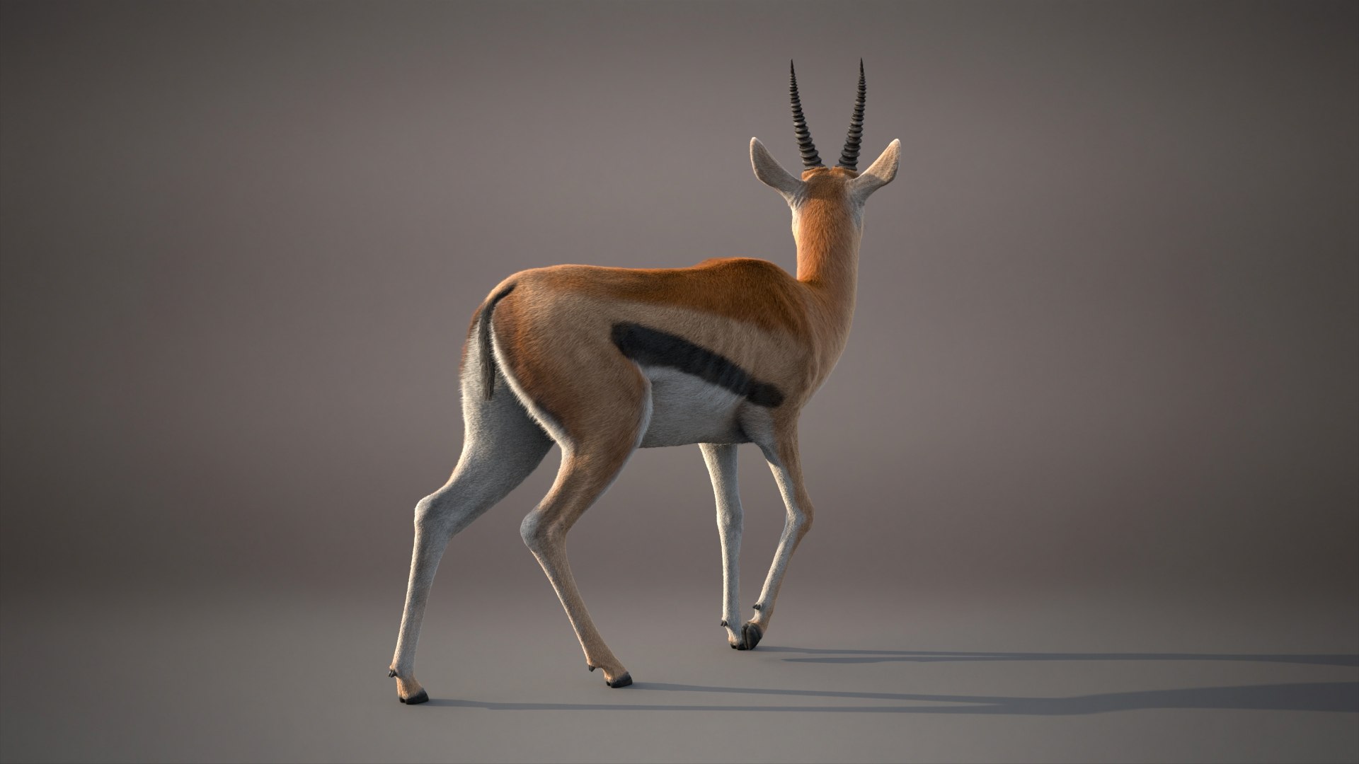 3D Gazelle Xgen Rigged https://p.turbosquid.com/ts-thumb/h7/FkBqIw/1d/gazelleh/jpg/1766229455/1920x1080/fit_q87/2dc331b2bfdb29e6f80f7cee713373e0004fd0af/gazelleh.jpg