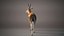 Gazelle Xgen Rigged