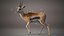 Gazelle Xgen Rigged