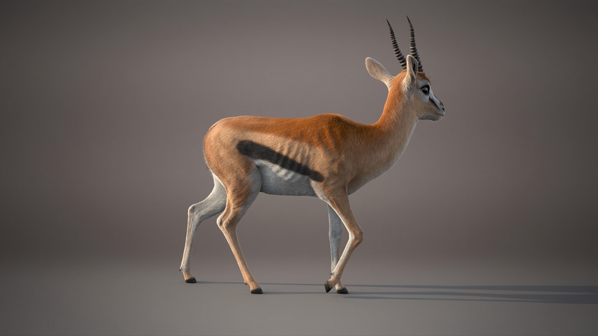 3D Gazelle Xgen Rigged https://p.turbosquid.com/ts-thumb/h7/FkBqIw/PG/gazellef/jpg/1766229453/1920x1080/fit_q87/6ef3f789d6832f493f0a8d0b5fc8c05deb959657/gazellef.jpg