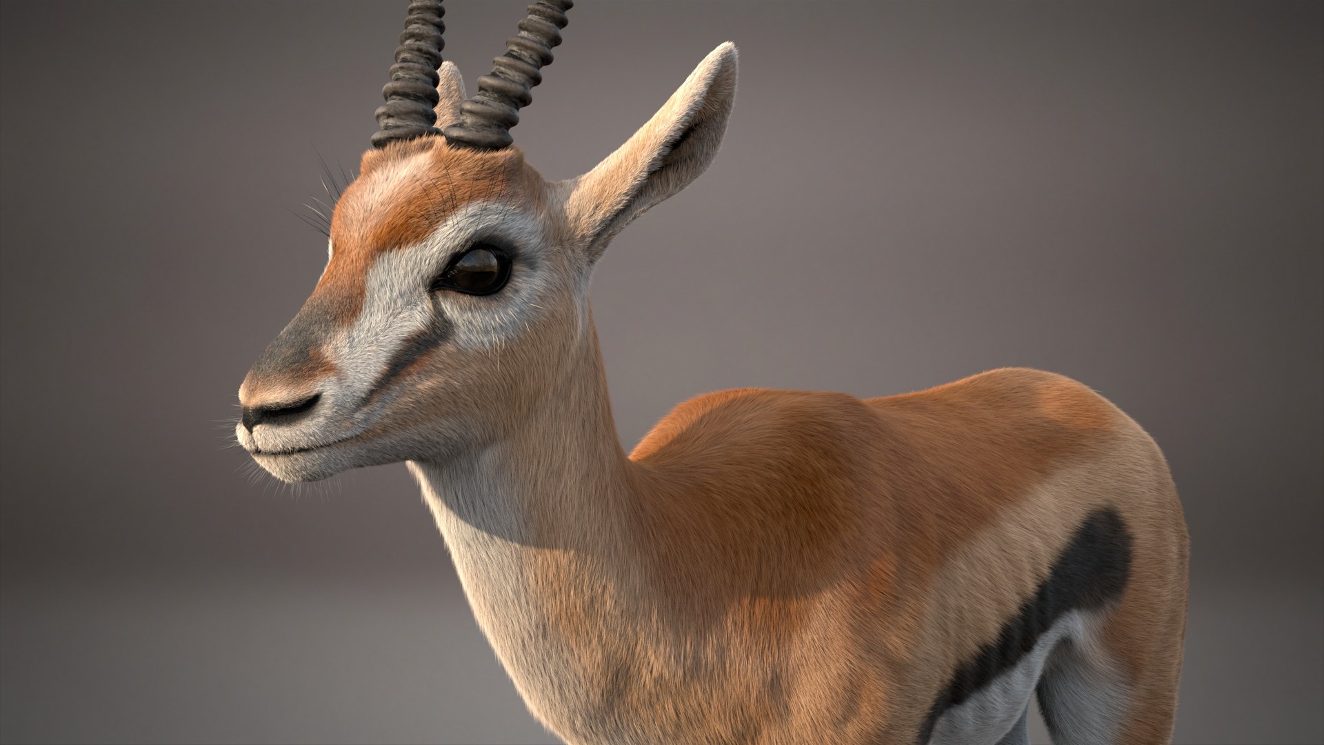 3D Gazelle Xgen Rigged https://p.turbosquid.com/ts-thumb/h7/FkBqIw/QR/tb/jpg/1766229458/1920x1080/fit_q87/c4e965fcb1664af46efb46e4bdd1825762a4dec9/tb.jpg