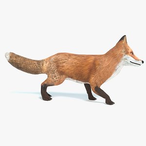 3D model fox animations