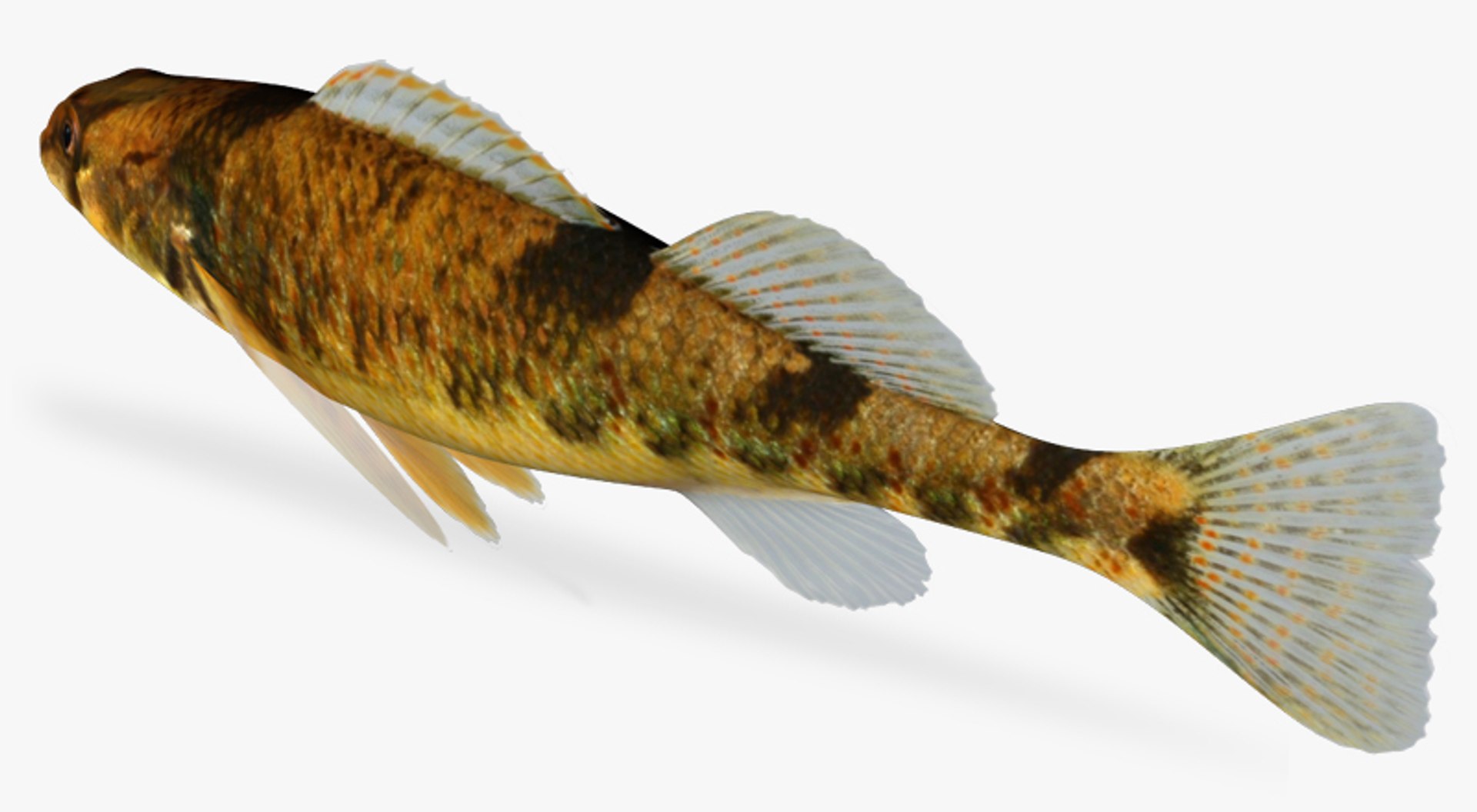 3d model etheostoma tetrazonum missouri saddled