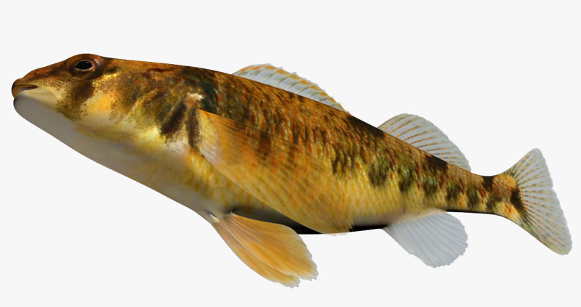 3d model etheostoma tetrazonum missouri saddled