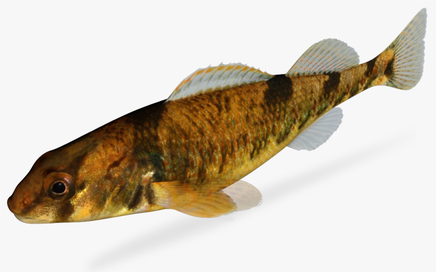 3d model etheostoma tetrazonum missouri saddled