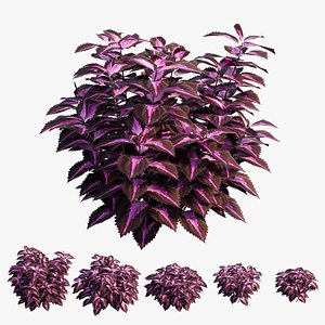 Coleus Plant set 06 3D model