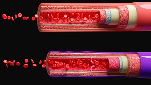 Blood vessels anatomy 4K