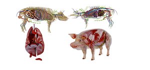 Complete Male Pig Anatomy Veterinary 3D Model