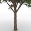 Bucida Buceras tree