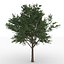 Bucida Buceras tree