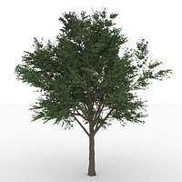 Bucida Buceras tree