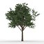 Bucida Buceras tree