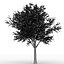 Bucida Buceras tree
