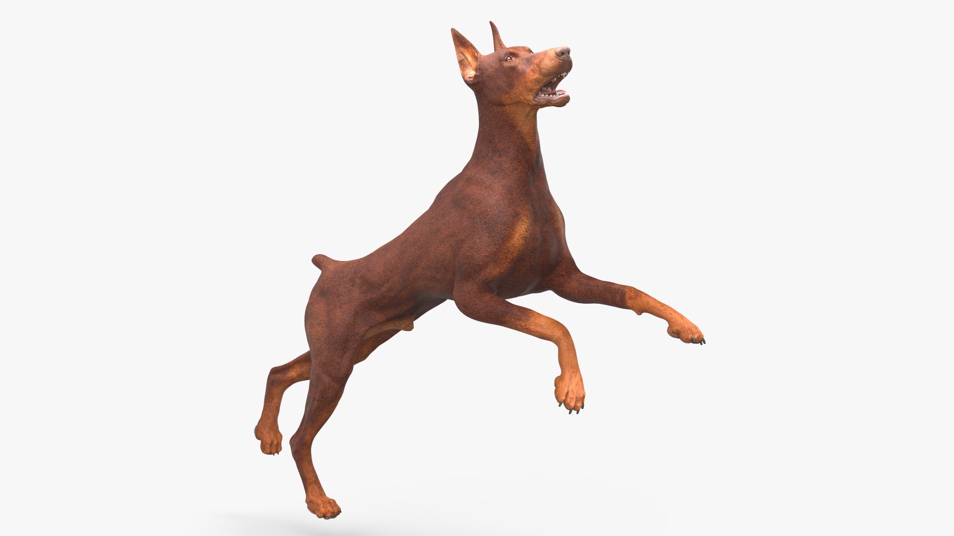 Doberman Dog Brown Rigged 3D model preview