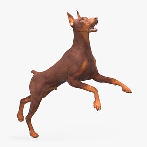 Doberman Dog Brown Rigged