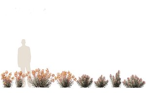 3D Euphorbia Blackbird - Spurge