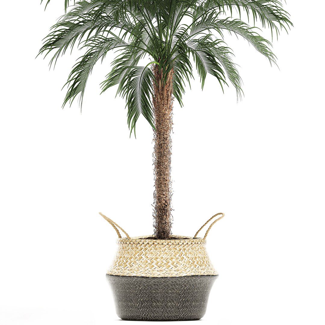 Decorative Palm Tree Basket 3D TurboSquid 1585631