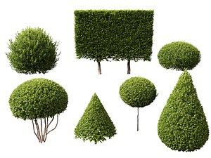 HighpolyLowPoly - Buxus microphylla - littleleaf boxwood 3D model
