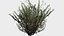 16 in 1 Ornamental non-flowering plants - Game Assets - Low Poly