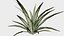 16 in 1 Ornamental non-flowering plants - Game Assets - Low Poly