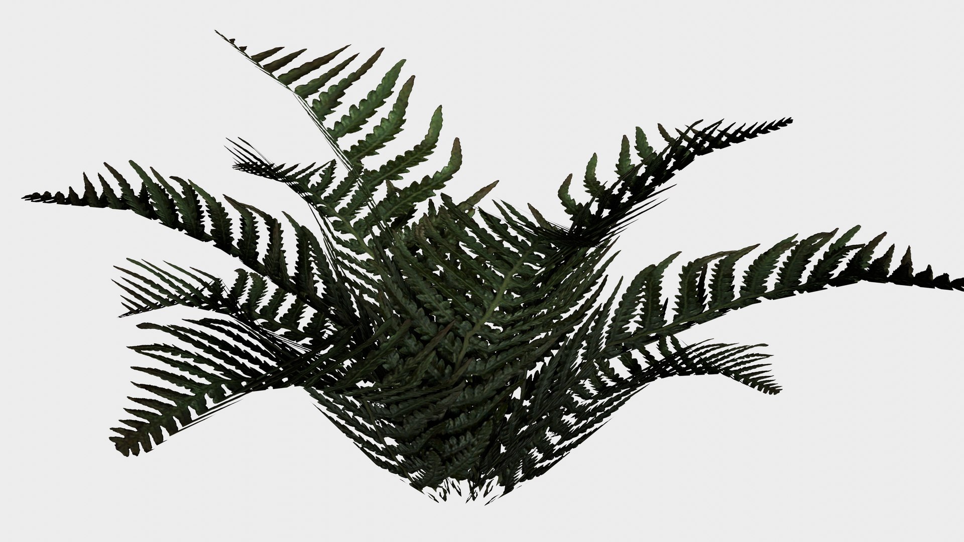 3D 16 in 1 Ornamental non-flowering plants - Game Assets - Low Poly https://p.turbosquid.com/ts-thumb/h7/u9QmwF/Td/boston_fern/png/1745037740/1920x1080/fit_q87/98bd271748bc69cdc41dfa80b52da2468c933429/boston_fern.jpg