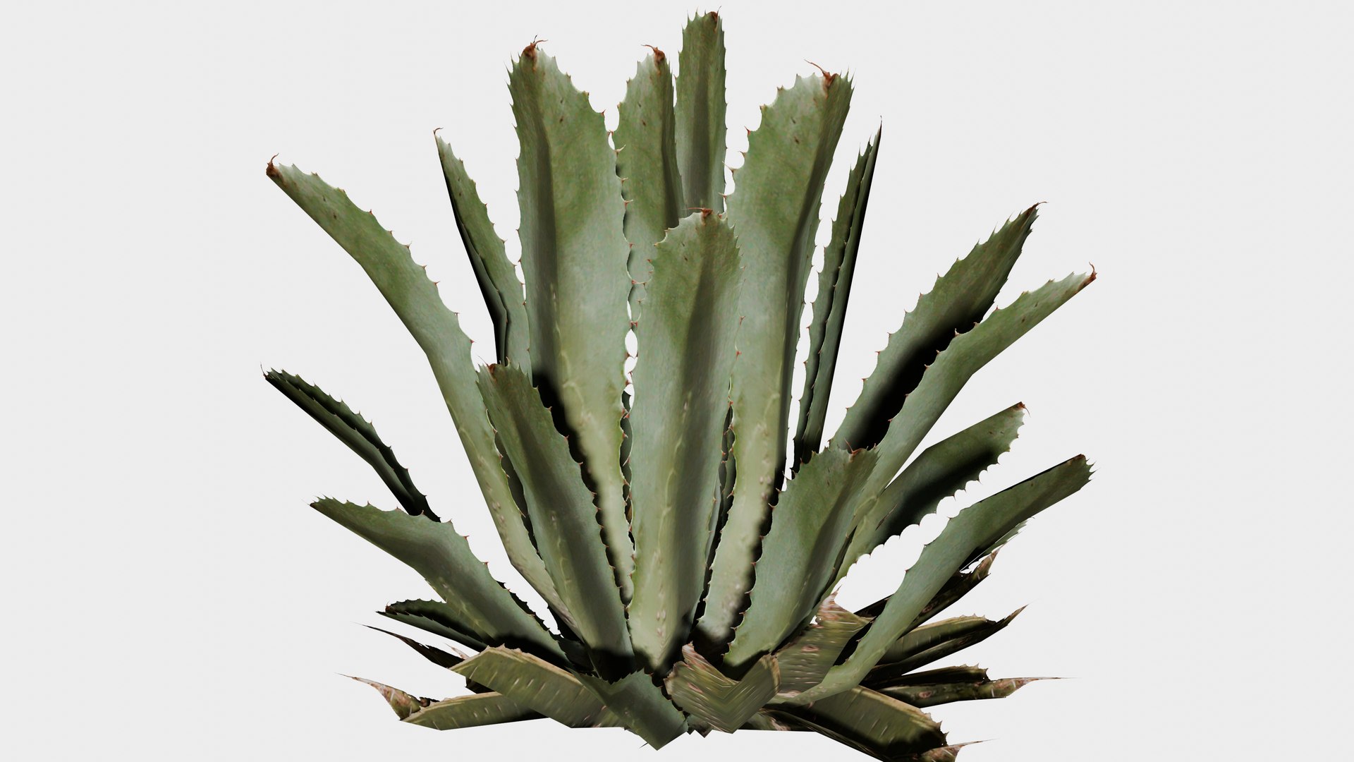 3D 16 in 1 Ornamental non-flowering plants - Game Assets - Low Poly https://p.turbosquid.com/ts-thumb/h7/u9QmwF/vn/agave_01/png/1745037730/1920x1080/fit_q87/592ef18bfa8e77d673f7148320e022ee79521df8/agave_01.jpg