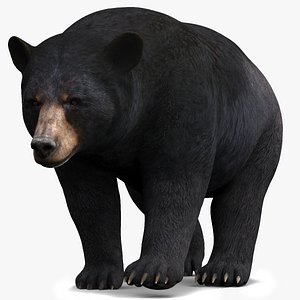 3D black bear animal