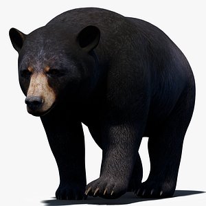 3D black bear animal