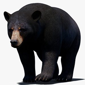 Black Bear Animated