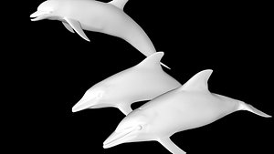 Dolphin