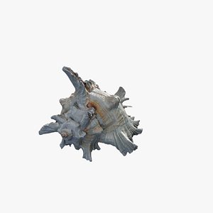 3D Anydrafts Sea snail 01