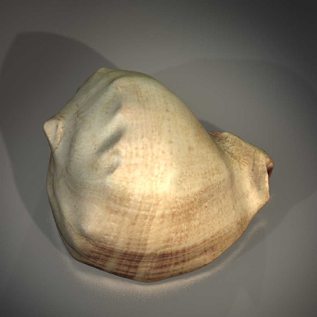 Seashell Sea Shell 3d Model