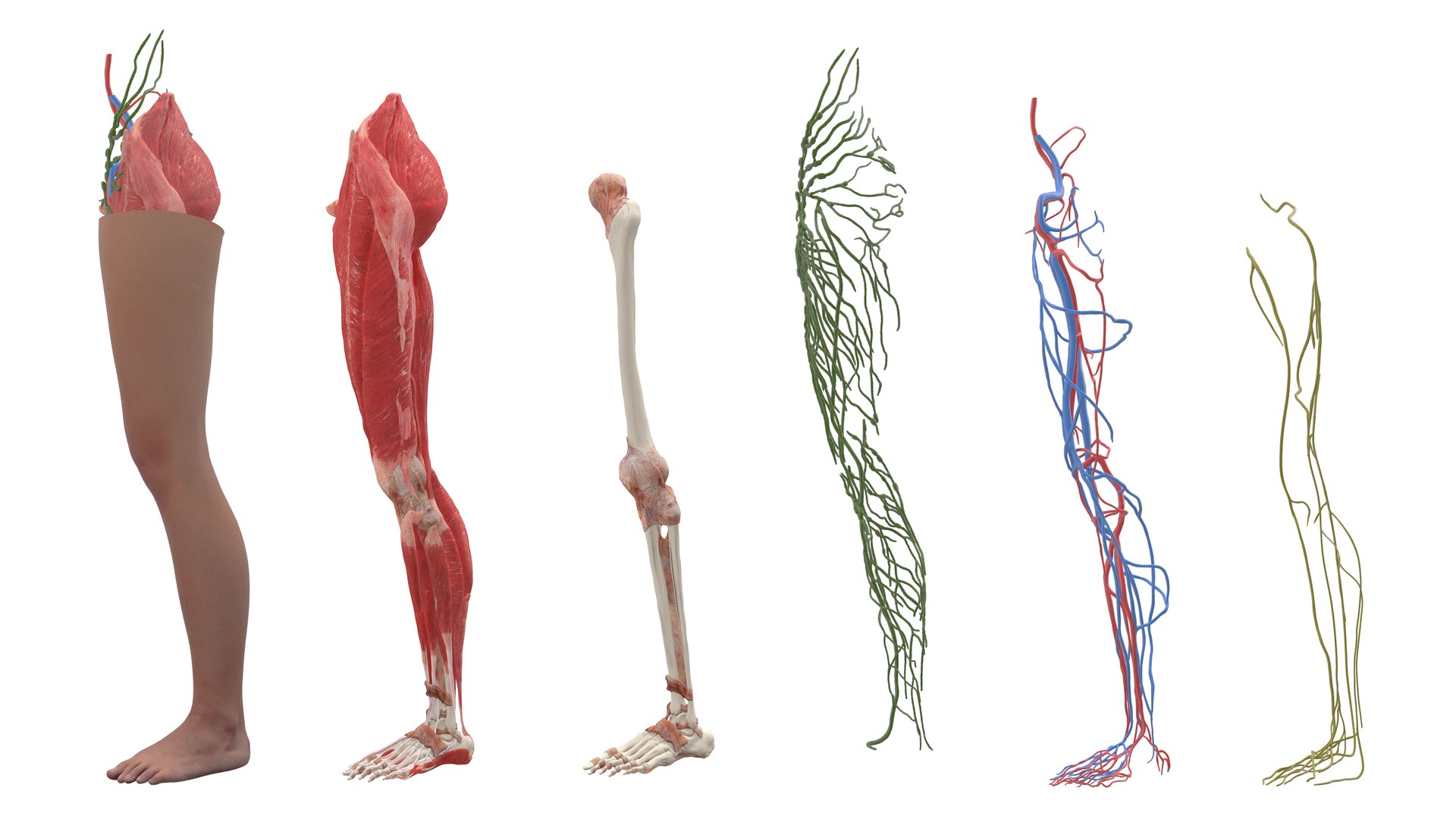 3D Model Realistic Leg Anatomy Female - TurboSquid 2128239