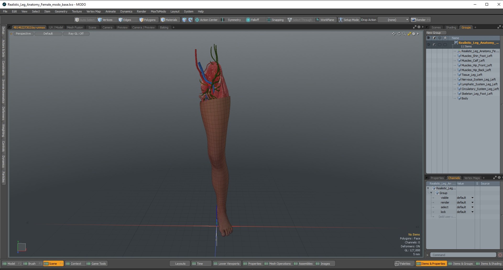 3D model Realistic Leg Anatomy Female - TurboSquid 2128239