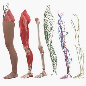 Female Feet - Buy Royalty Free 3D model by Lassi Kaukonen