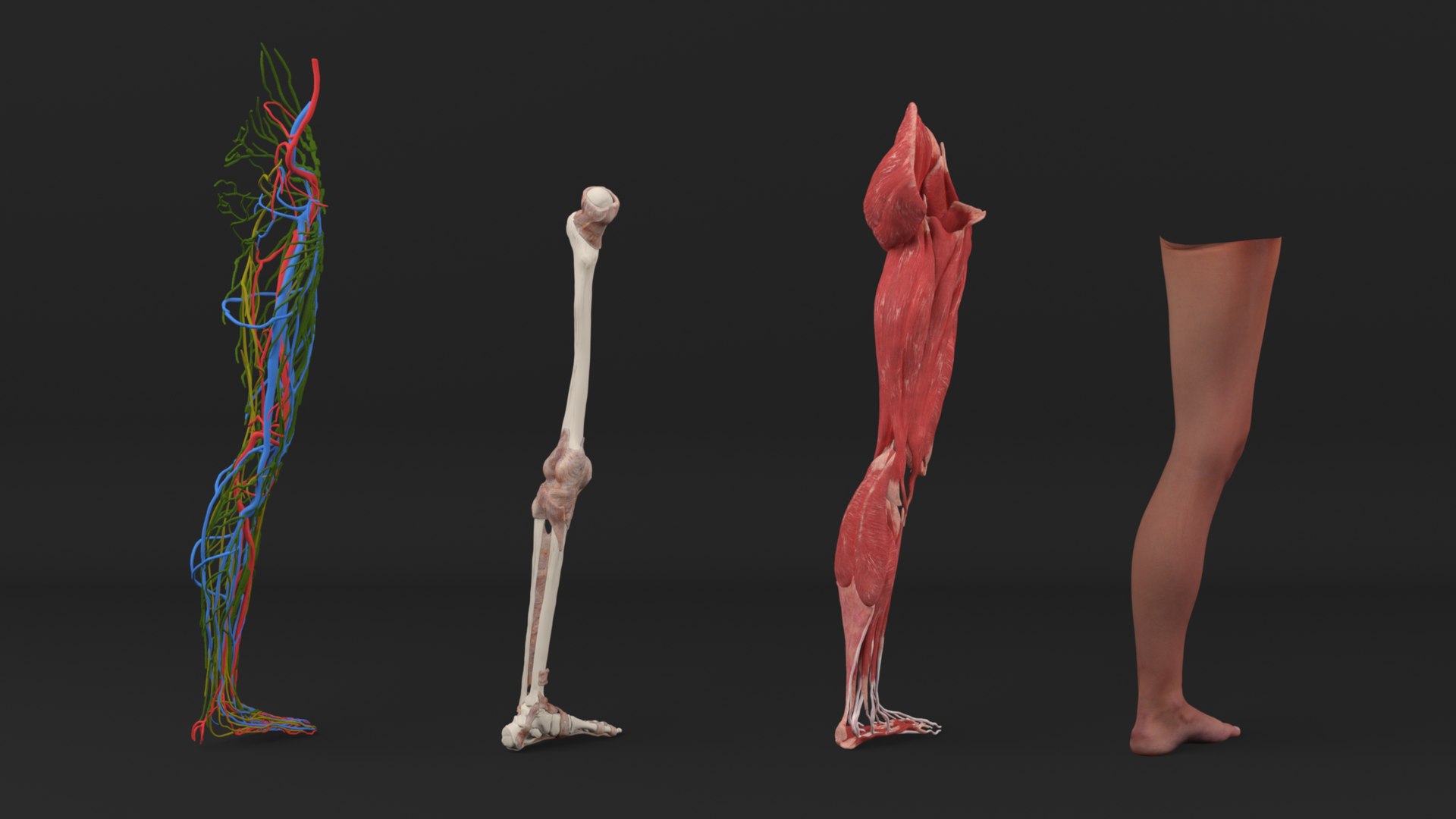 3D model Realistic Leg Anatomy Female - TurboSquid 2128239