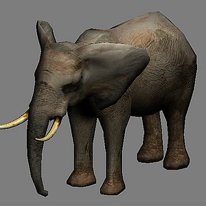 Elephant 01