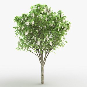 3D model acacia tree