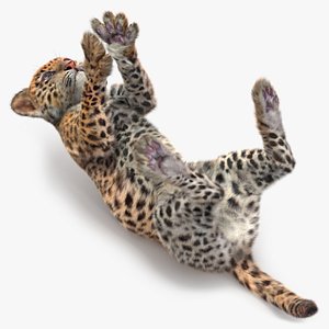 Leopard Cub Playing Fur Animated Rigged