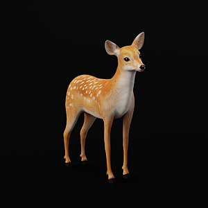 Baby Deer Fawn