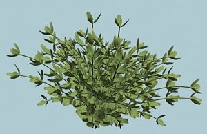 Bush