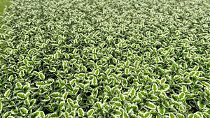 alternanthera ficoidea white carpet model