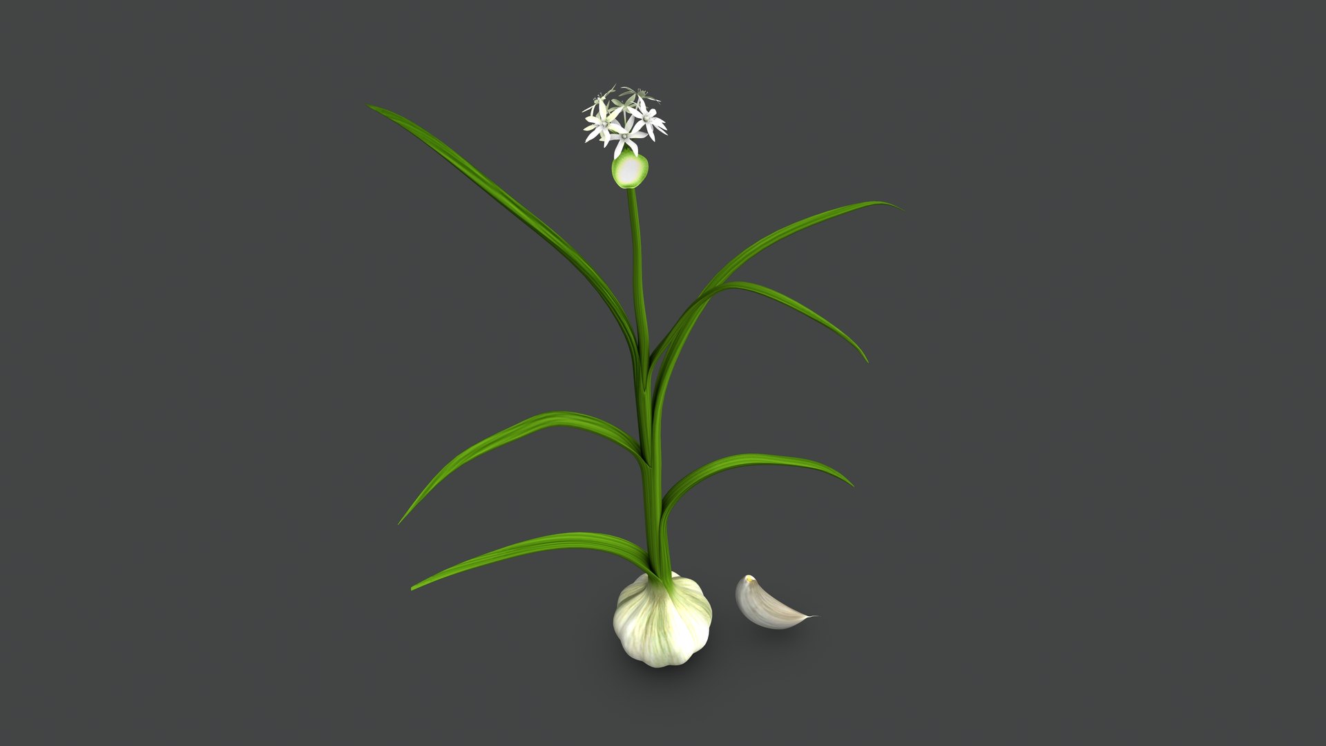 3D Allium Sativum Garlic Plant model https://p.turbosquid.com/ts-thumb/h9/5IjluA/0G/b1217alliumsativum5/jpeg/1632399627/1920x1080/fit_q87/91229df945fb2ab959ada7329f2763b307ac9484/b1217alliumsativum5.jpg