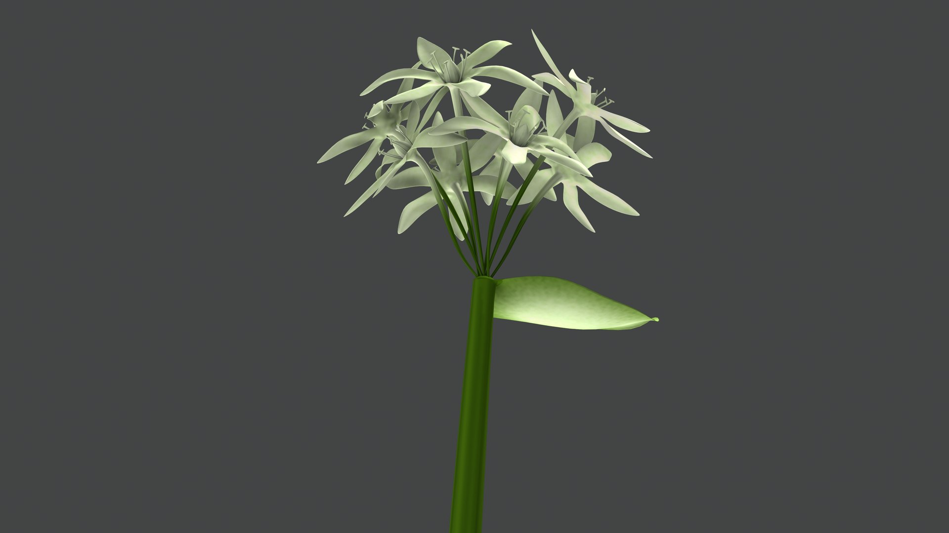 3D Allium Sativum Garlic Plant model https://p.turbosquid.com/ts-thumb/h9/5IjluA/ce/b1217alliumsativum6/jpeg/1632399638/1920x1080/fit_q87/2d10c2729525363cc25ce74782cbd892a31965c7/b1217alliumsativum6.jpg
