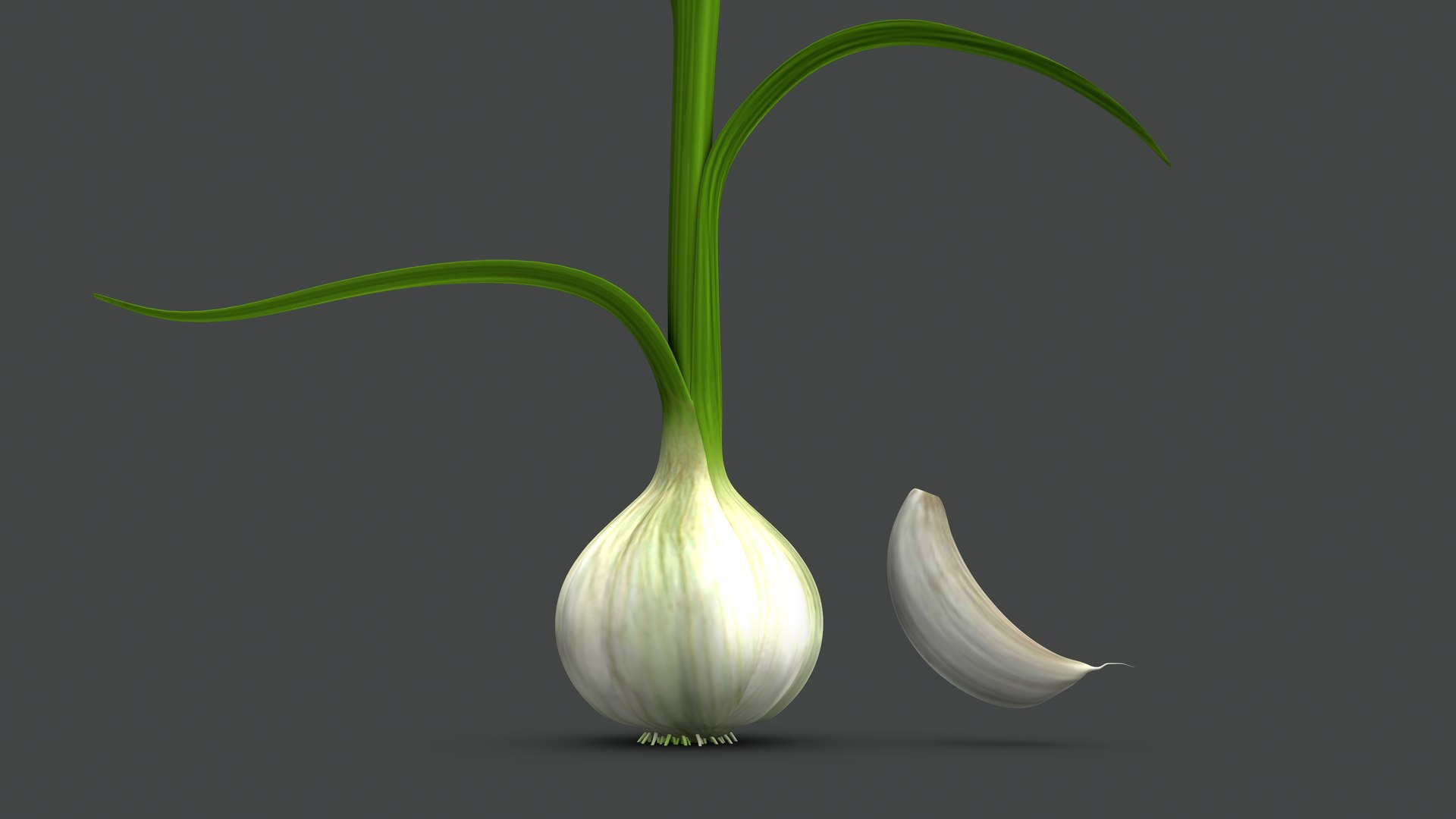 3D Allium Sativum Garlic Plant model https://p.turbosquid.com/ts-thumb/h9/5IjluA/m8/b1217alliumsativum3/jpeg/1632399624/1920x1080/fit_q87/e75beaff274784a813839eeb691d908c2db90b8b/b1217alliumsativum3.jpg