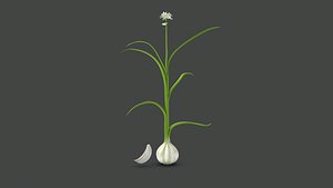 3D Allium Sativum Garlic Plant model