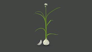 Allium Sativum Garlic Plant